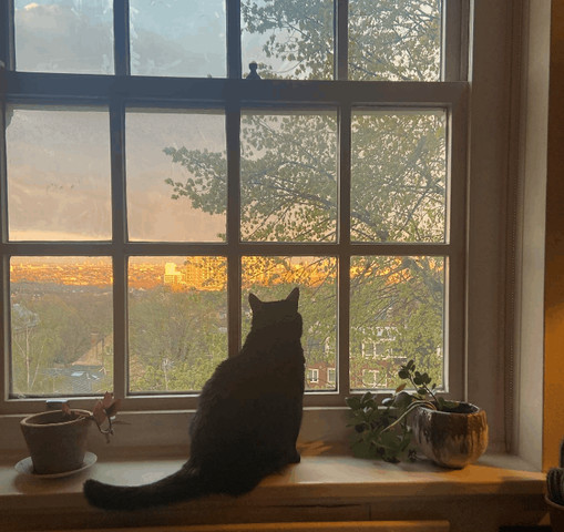 Cats and sunsets of the UK