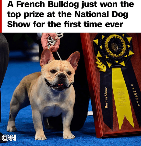 Bull dog won for first time