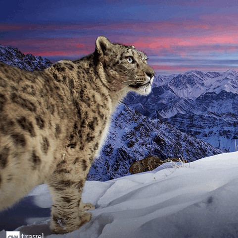 Snow leopard photography!!!!!!!!!