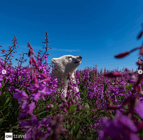 Polar bear cub photography