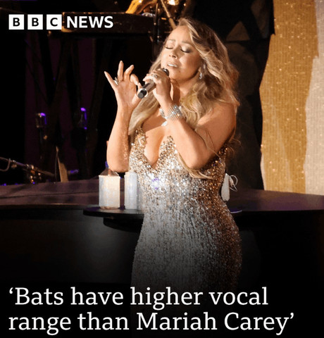 Bats have higher vocal range than humans