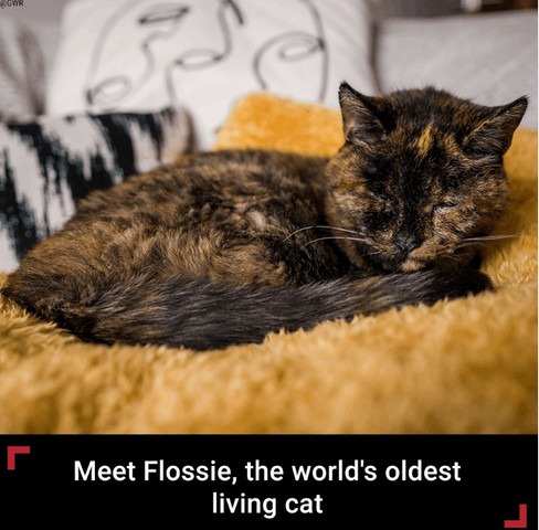 World’s oldest living cat