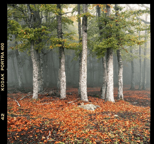 Autumn walk through the woods