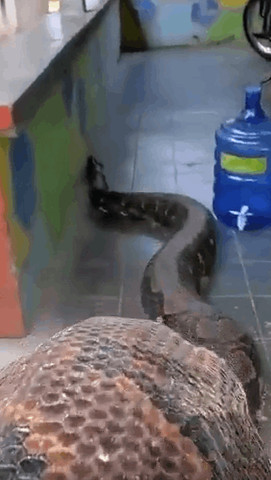 A giant python in the back yard???