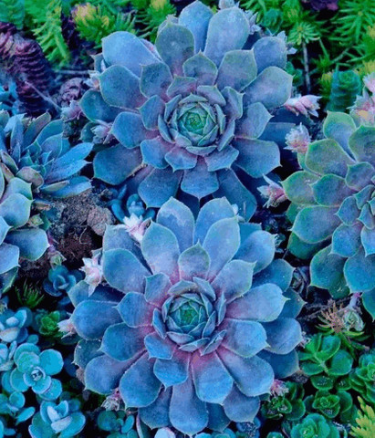 Pacific Blue art work!!!!!!!!!!