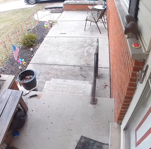A squirrel gives a cookie to his neighbors!!!!