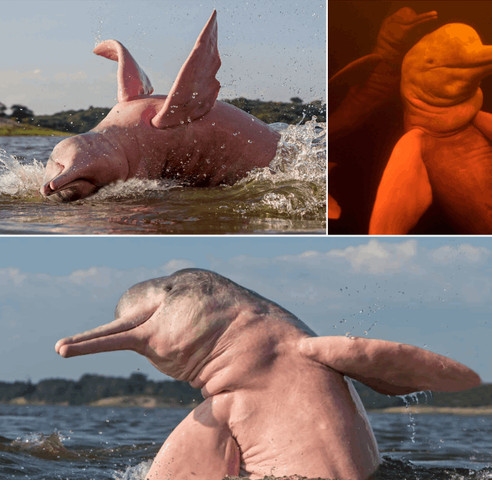 Interesting facts about Amazon Pink Dolphins