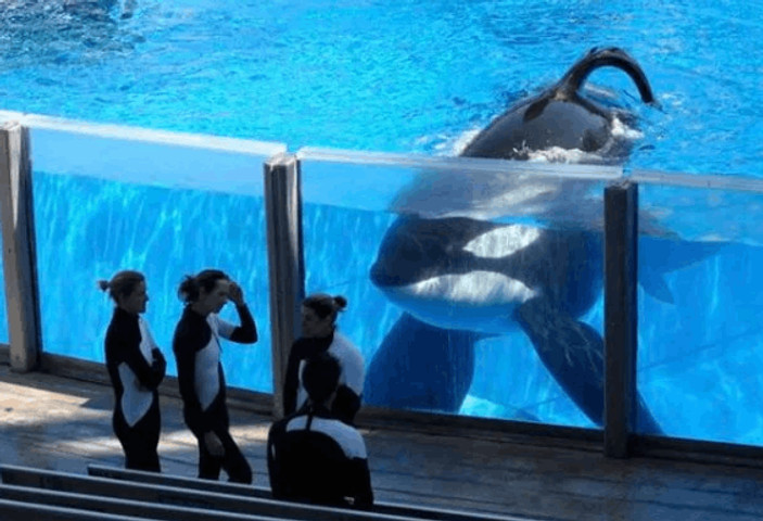 OCRA tILIKUM AND IT
