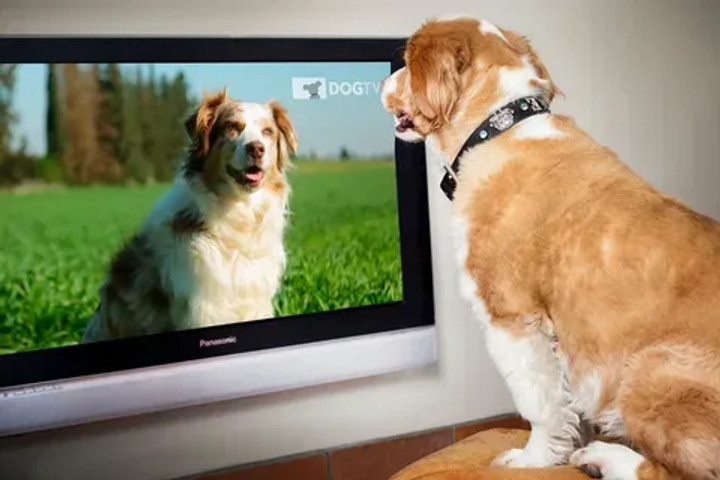 Dogs Cats and TVs!!!!!!!!!!!!!