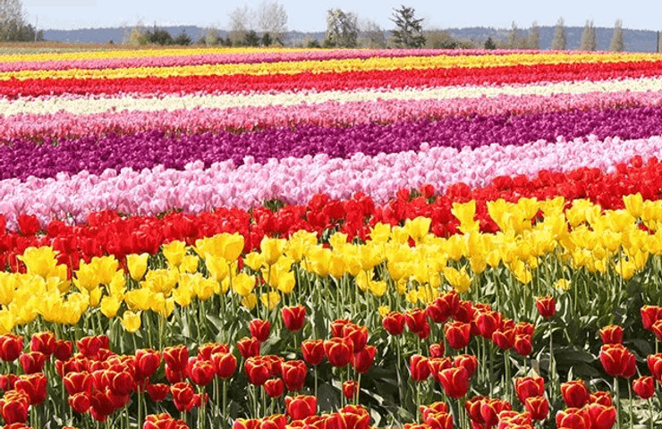 Skagit Valley Tulip Field,Washington