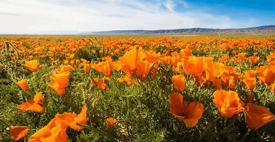 Antelope Valley, California