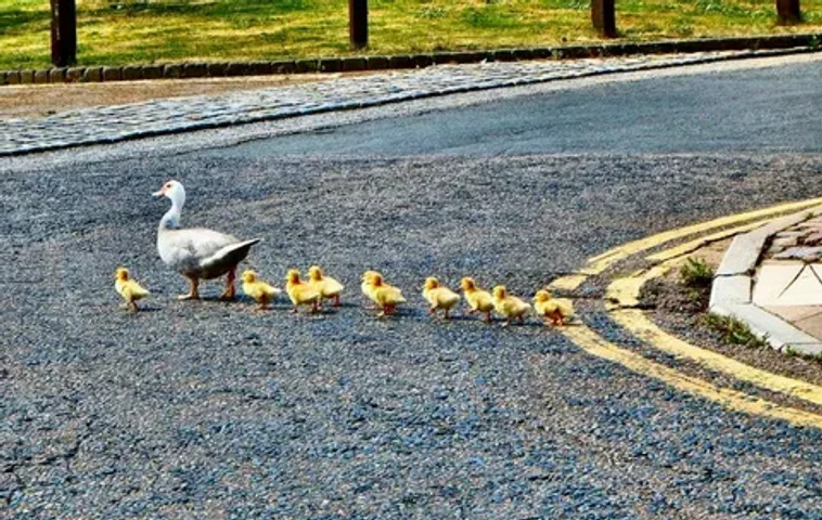 mama duck zoned out!!!!!!!!