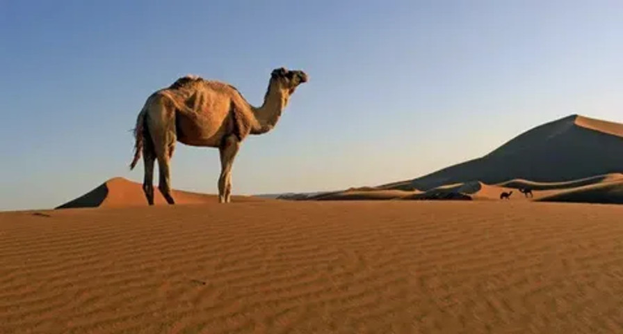How a camel climbs a sand dune!!!!