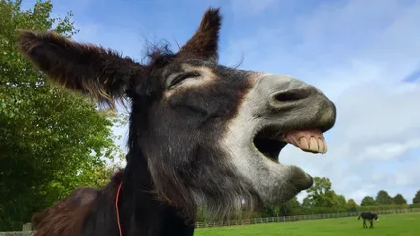 donkey smiles!!!!!!!!!!!!!!