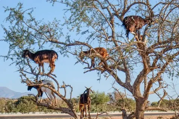The tree of goats in Morocco!!!!!!!!