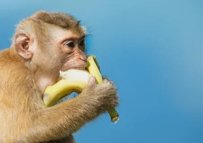 Where is the banana !!!!!!