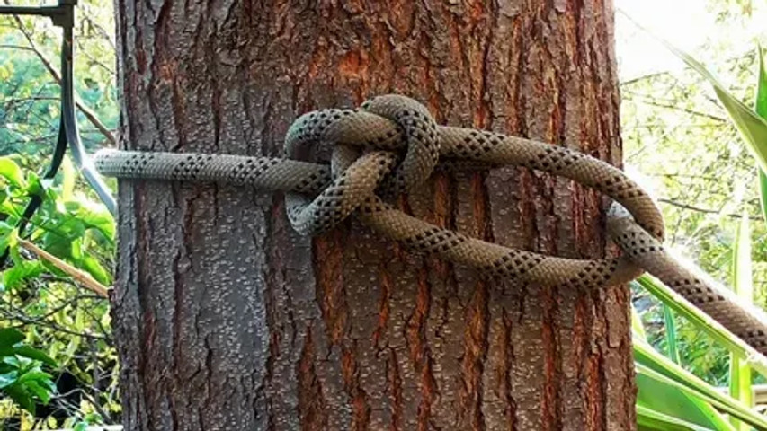How to pull a rope between two trees!!!!