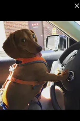 When you let the dog drive, haha!!