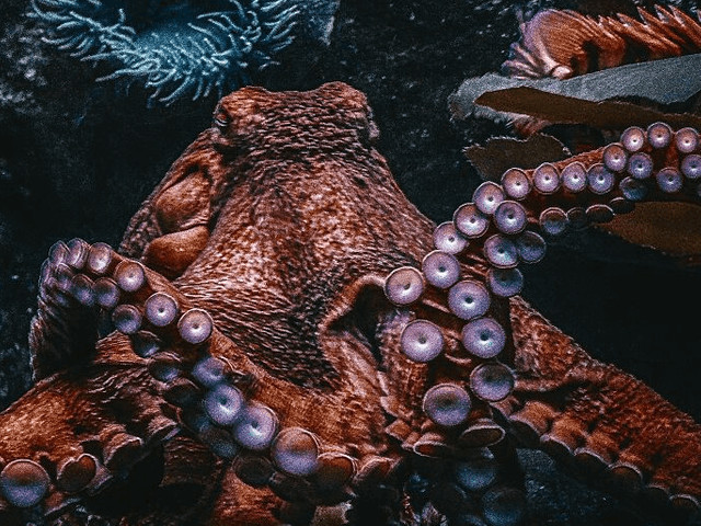 Facts about Oceans #03:::