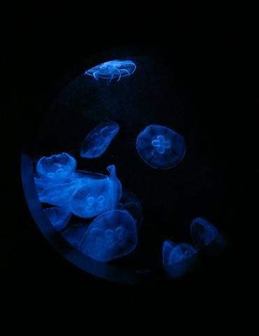 Facts about oceans #05::::
