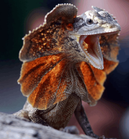 Strangest Animals on Earth#01: