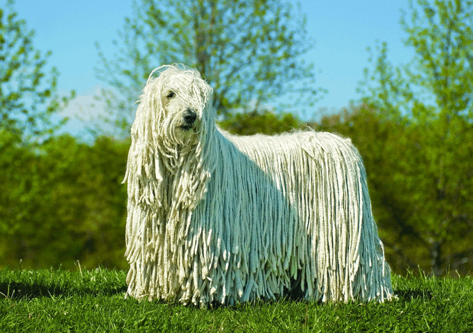 Strangest animals on Earth #04: