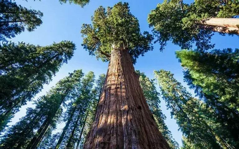 tallest tree!!!!!!!!!!!!!