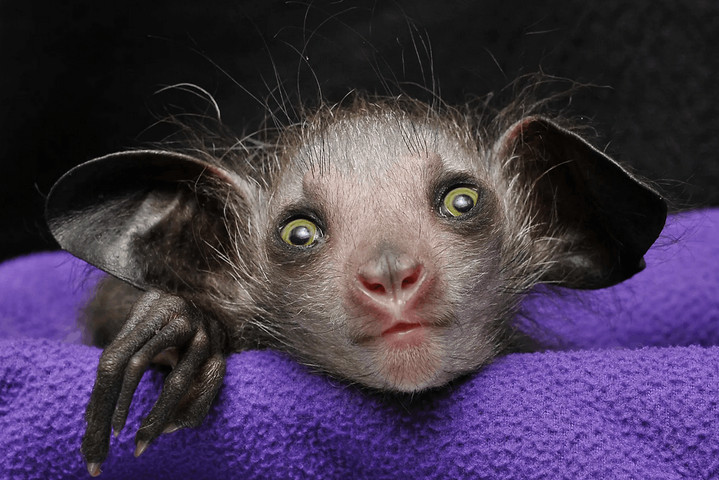 Strangest animals on Earth #06: