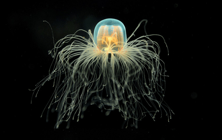 Strangrest animals on Earth #11: