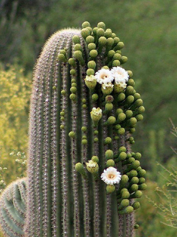 Throne with flower( Columner cactus)