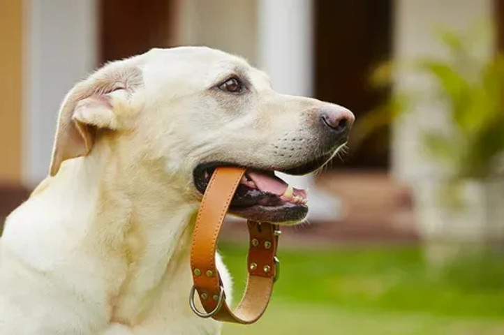 Harnesses Collars!!!!!!!!!!!!