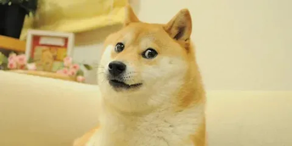 Silly doggo in the woods!!!!!!!