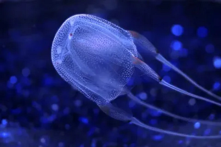 Box jellyfish!!!!!!!!!!!!!!!!!!!