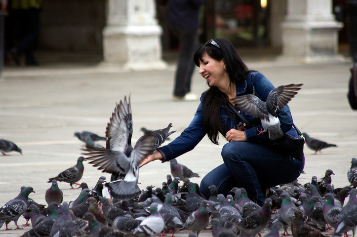 Weirdest laws around the world-Feeding pigeons is banned
