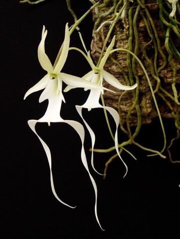 Rarest flowers in the world-Ghost orchid