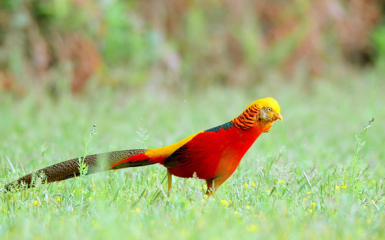 World beautiful birds- Golden Pheasant