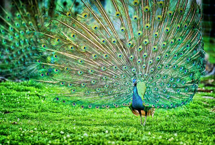 World beautiful birds-peafowl