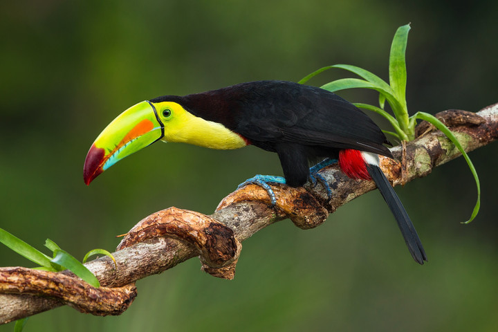 World beautiful birds-Keel-billed toucan