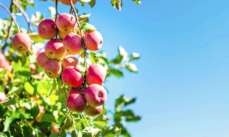 World Expensive Fruits-Sekai Ichi Apples