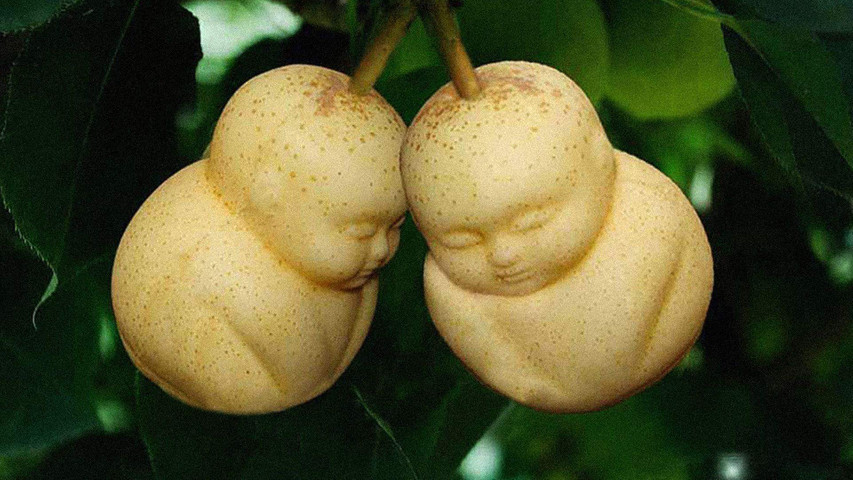 World Expensive Fruits-Buddha shaped Pears
