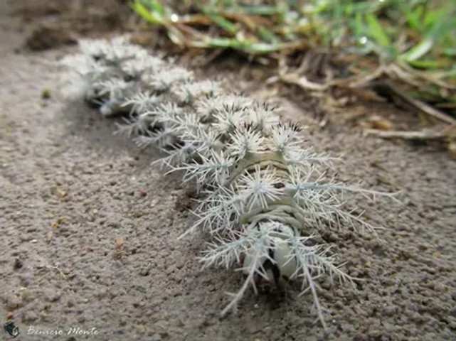 what is this thing!!!!!!!!!!!!!!