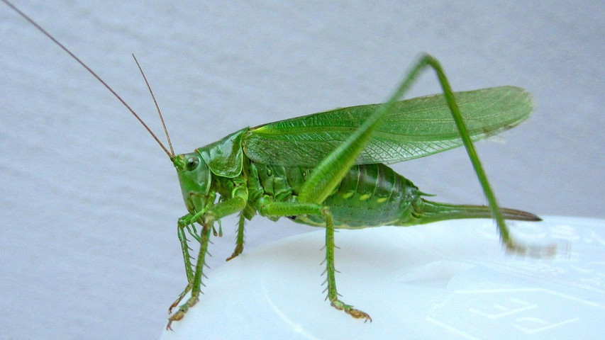 Big grasshopper