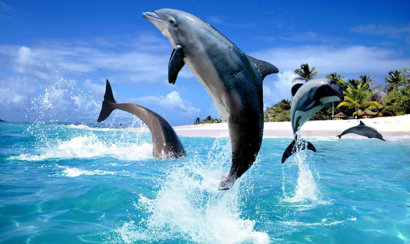 Majestic dolphin
