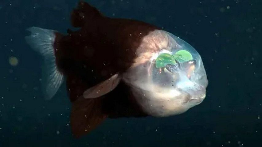 barreleye fish!!!!!!!!!