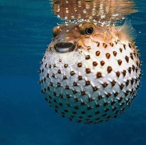 Poisonous animals in the world # 1 Puffer fish