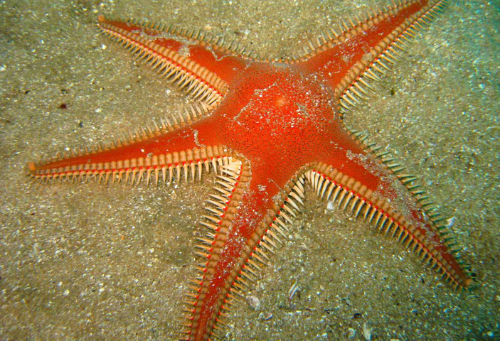 Poisonous animals in the world # 4 Comb Star