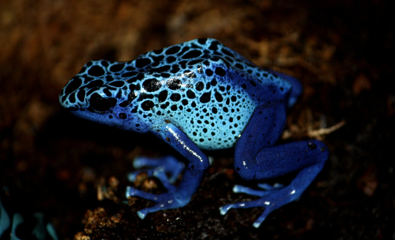 Poisonous animals in the world # 6 Dart Frog