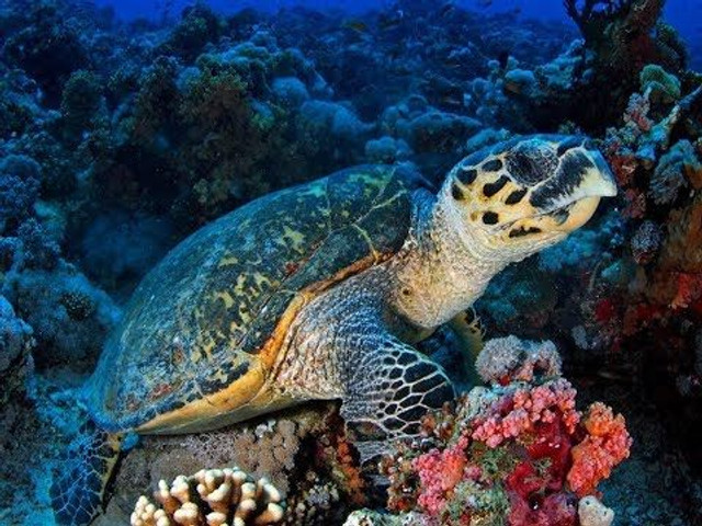 Poisonous animals in the world # 8 Hawksbill sea turtle