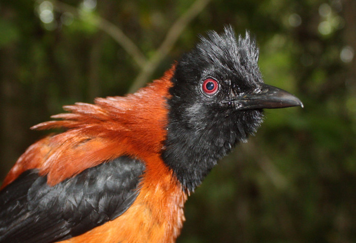 Poisonous animals in the world # 9 Hooded Pitohui