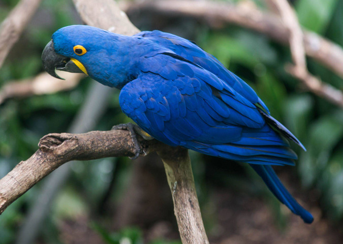 Expensive animals in the world-Hyacinth Macaw